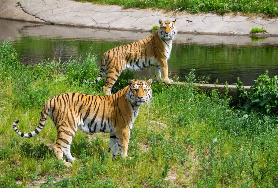 Тигр во сне. Trenton’s Tiger. Nature photo. Nature background. Nature photo HD.