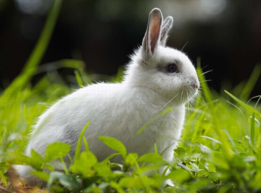 Белый крольчонок. Кролик белый домашний. Кролик, белый, трава, крупный план. Кролик во сне. К чему снится кролик живой